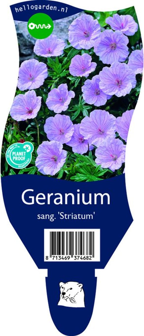 Geranium sanguineum striatum - P11